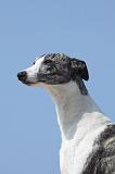WHIPPET 254